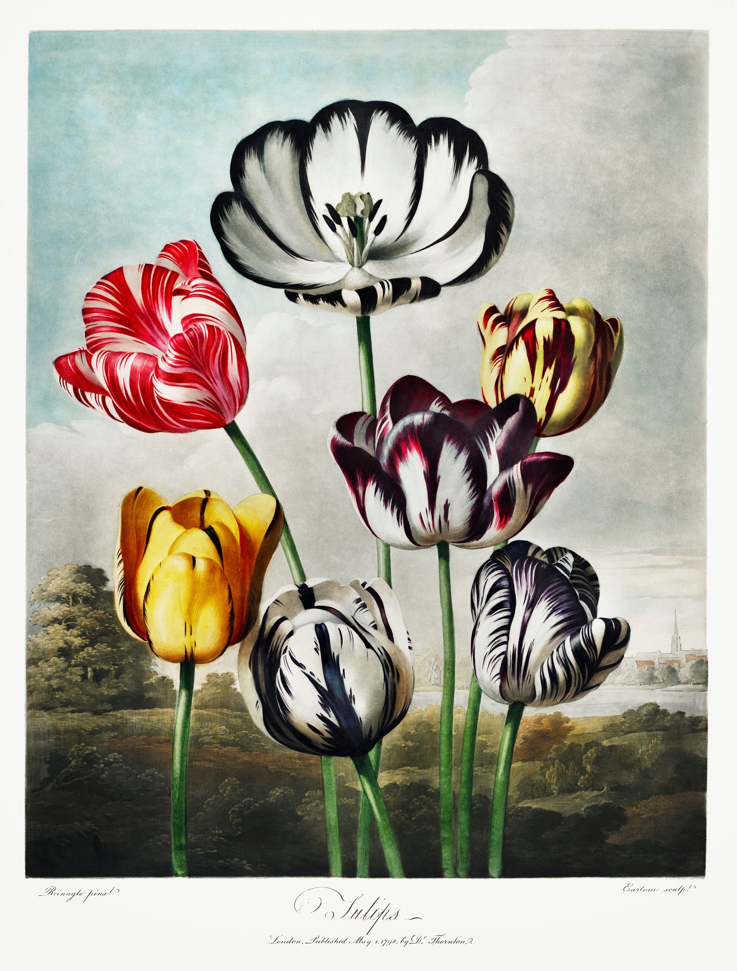 Tulips by Robert John Thornton